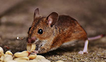 24 Hour & Emergency Exterminators in Chicago Heights, IL